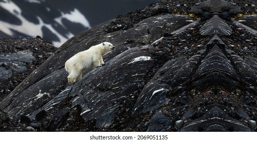 Little Polar Bear In The Mountains, Polar Bear In Antarctica, Polar Bear Walking In The Mountains