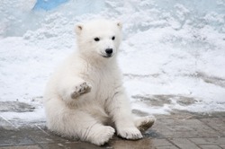 Little Polar Bear Sits Like A Dog Raising Up His Right Paw
