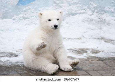 Polar bear sweater