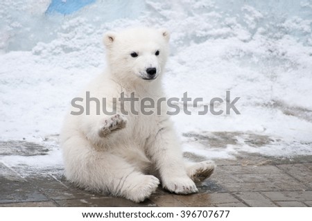 Little polar bear sits like a dog raising up his right paw