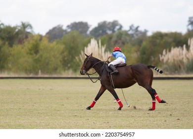 Little Polo Player In Polo Field Match