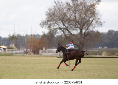 Little Polo Player In Polo Field Match