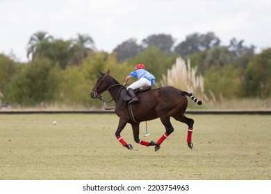 Little Polo Player In Polo Field Match