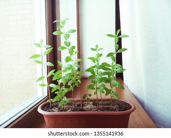  Little Pomegranate Plant In House