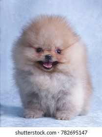 Little Pomeranian Puppy