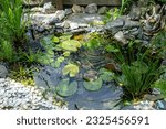 little pond in the garden