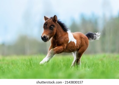 Little pony foal running in the field