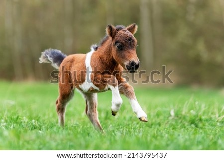 Little pony foal running in  the field