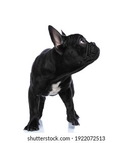 Little Precious Frenchie Puppy Being Adorable, Looking To Side And Standing Isolated On White Background In Studio