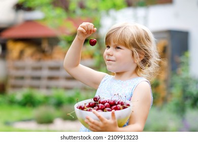 Little preschool girl picking and eating ripe cherries from tree in garden. Happy toddler child holding fresh fruits. Healthy organic berry cherry fruit, summer harvest season.