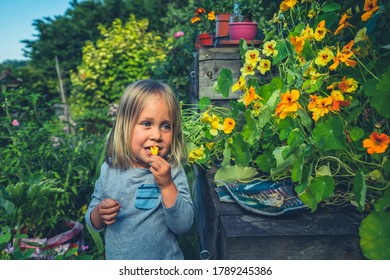 A Little Preschooler Is Picking And Eating Edible Flowers In The Garden