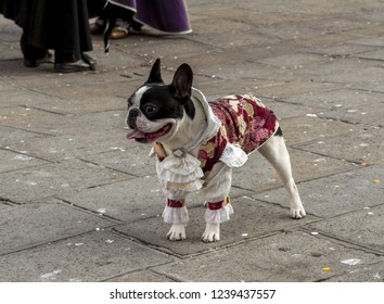 Little Pug Dog Dressed Up Like An Historical Venetian Dress. It's Like A Giacomo Casanova Latin Lover