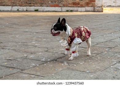 Little Pug Dog Dressed Up Like An Historical Venetian Dress. It's Like A Giacomo Casanova Latin Lover