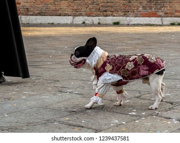 Little Pug Dog Dressed Up Like An Historical Venetian Dress. It's Like A Giacomo Casanova Latin Lover