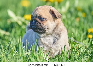 Little Pug Puppy Sits In Green Grass, Close-up