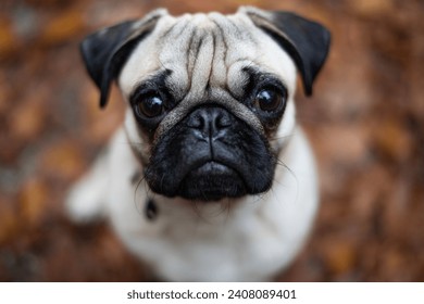 Little pug Tony in the forest