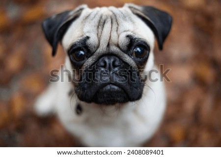 Little pug Tony in the forest Stockfoto © 