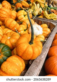 Little Pumpkins Close Up Farm Stand