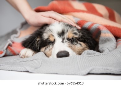 Little Puppy Australian Shepherd Aussie Lies Beneath A Woolen Blanket Asleep And Heated. According To The Head Of His Mistress Stroking A Woman's Hand.