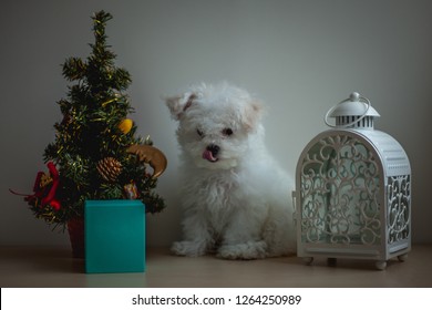 Little Puppy Bichon Frisé Célébration Happy New Year And Merry Christmas With Presents And Christmas Tree Decorations Santa Tiffany  Color