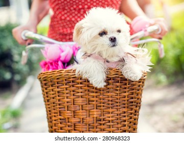 Little puppy in bicycle basket with flowers.