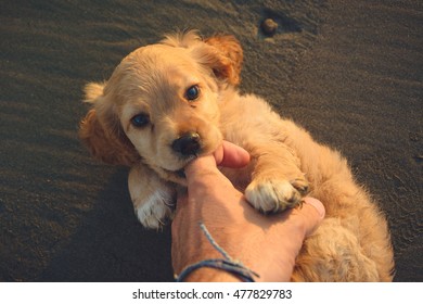 Little Puppy Biting On Floor