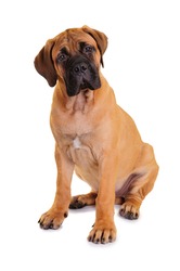 Little Puppy Bullmastiff Sitting On A White Background, Isolated