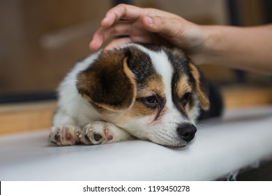 Little Puppy (Chihuahua mix with Corgi) is laying down on the ground with a sleepy face.  Selective focus point. - Shutterstock ID 1193450278