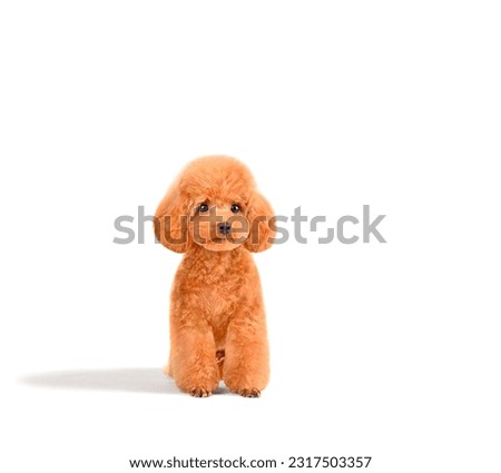 Little puppy of cute toy poodle sitting alone on white background 