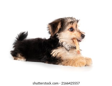 Little Puppy With Dental Stick In Mouth While Lying Sideways. Fluffy Puppy Teething. 4 Months Old Male Morkie Dog With Chew Stick Between Front Paws While Chewing On The Stick. Selective Focus.