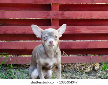 Mars Sturen scherp Little Puppy Dog Chihuahua Lilac Color Stock Photo (Edit Now) 1385604347
