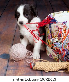 Little Puppy Dog Making A Mess Of Balls Of Wool