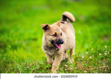 little puppy in a garden with green grass. - Shutterstock ID 1024005919
