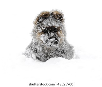 Little Puppy Of German Shepherd In The Snow