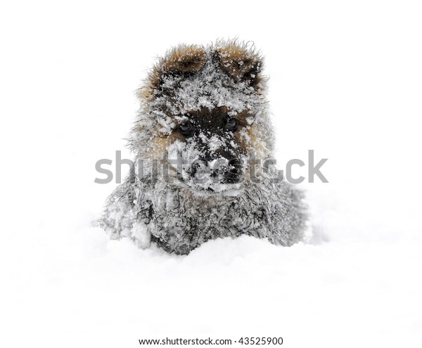 Little Puppy German Shepherd Snow の写真素材 今すぐ編集