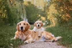 Little Puppy Golden Retriever Dog Sits With Adult Dog Golden Retriever Dog In Summer On The Road At Sunset.