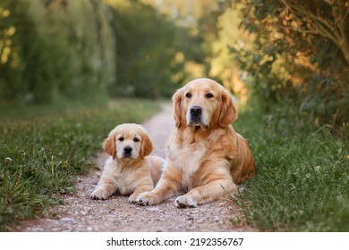 little puppy golden retriever dog sits with adult dog golden retriever dog in summer on the road at sunset. - Shutterstock ID 2192356767