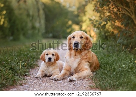 little puppy golden retriever dog sits with adult dog golden retriever dog in summer on the road at sunset.
