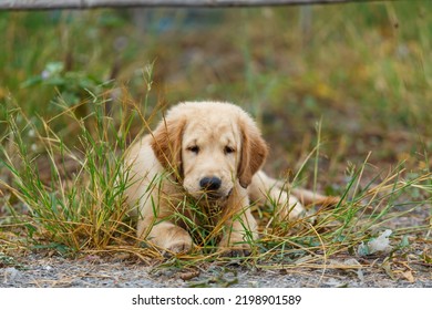 209 Goldy baby Images, Stock Photos & Vectors | Shutterstock