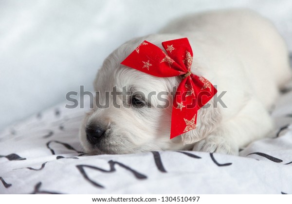 Little Puppy Golden Retriever Lying Red Stock Photo Edit Now