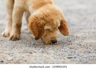 A Little Puppy Golden Retriever's Ground Survey.