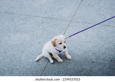 Little puppy in a harness refuses to walk in a park road. Copy space - Shutterstock ID 2199537015