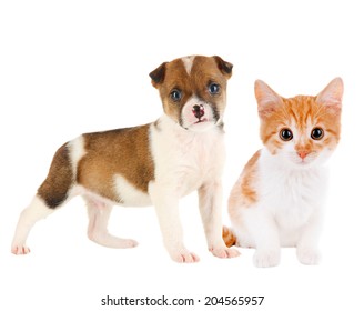 Persian Cat Beagle Profile Isolated On Stock Photo (Edit Now) 129443483