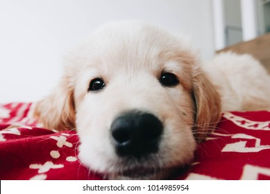 Little Puppy Resting In His Bed After Long Walk. Golden Retriever Puppy In His Bed