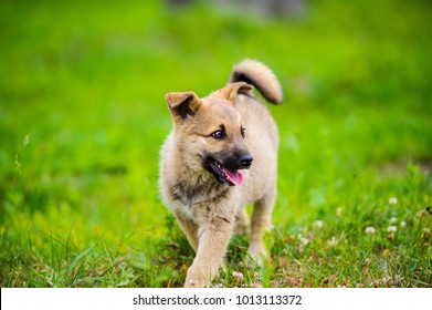 little puppy is running happily with floppy ears trough a garden with green grass. - Shutterstock ID 1013113372
