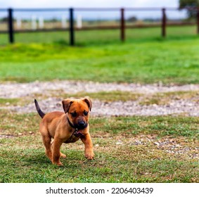 Little Puppy Running Toward The Camera, With Water On Whiskers.