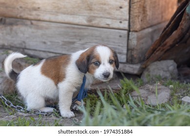 Little Puppy With Sad Eyes Sits On A Chain, Animal Cruelty, Dog Guards A House In The Village