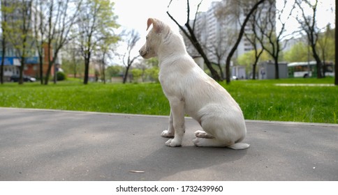 Little puppy sits on the pavement on the street - Powered by Shutterstock