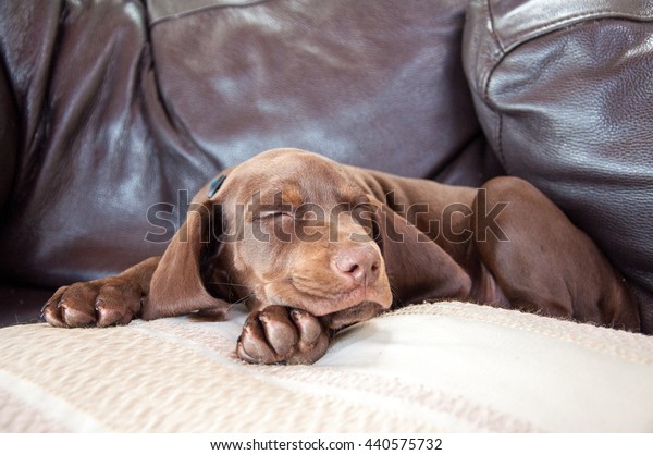 Little Puppy Sound Asleep On Pillow Stock Photo Edit Now 440575732