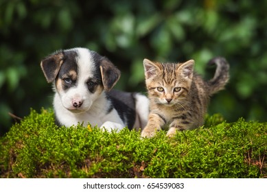 Little puppy with a little tabby kitten